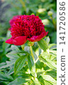 Red Charm Peony Flower Blooming In Spring Garden 141720586