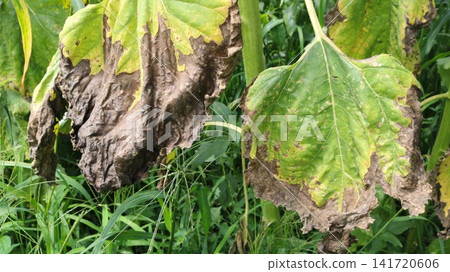 Sunflower leaves affected by a dangerous infection. Severe marginal necrosis is visible on the leaves: the tissue has turned brown, dried out, and deformed. Pronounced yellowing and wilting 141720606