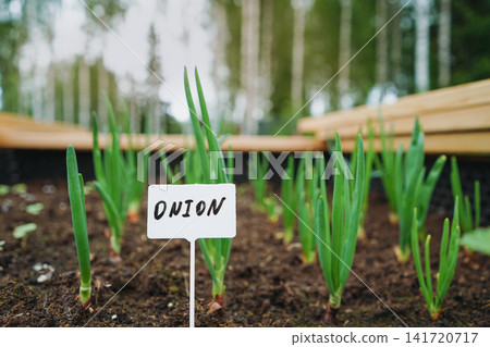 Raised garden bed filled with green onions, with a plant marker labeled Onion inserted into the soil Raised garden bed filled with green onions, with a plant marker labeled Onion inserted into the soil 141720717