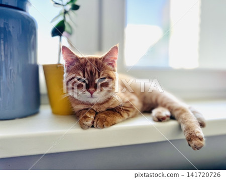 cute ginger kitten laying on window sill at home 141720726