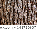 Details of wood texture in the forest 141720837