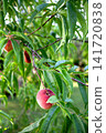 Summer fruits in the garden 141720838