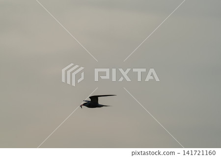Seabird silhouette flying with fish at dusk Seabird silhouette flying with fish at dusk 141721160