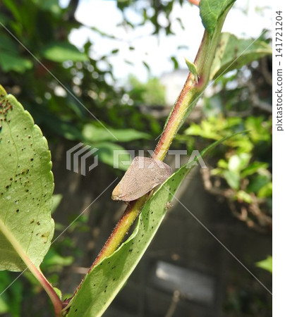 The invasive species "Chinese winged planthopper," discovered in 2017 and currently expanding its range: perched on the twigs of the flowering crabapple tree. The invasive species "Chinese winged planthopper," discovered in 2017 and currently expanding its range: perched on the twigs of the flowering crabapple tree. 141721204