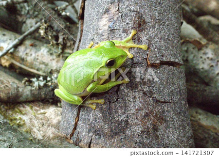 Schlegel frog Schlegel frog 141721307