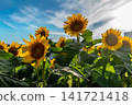 A field of sunflowers blooming under the summer sky A field of sunflowers blooming under the summer sky 141721418