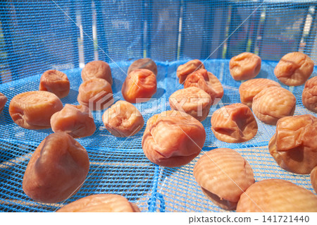 Homemade pickled plums: The process of sun-drying them. Homemade pickled plums: The process of sun-drying them. 141721440