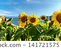 Two sunflowers blooming side by side against a blue sky. Two sunflowers blooming side by side against a blue sky. 141721575