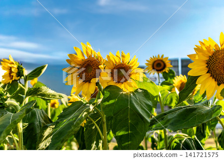 Two sunflowers blooming side by side against a blue sky. Two sunflowers blooming side by side against a blue sky. 141721575