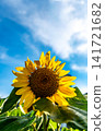 A single sunflower shining in the summer sky A single sunflower shining in the summer sky 141721682