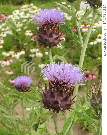 Large thistle "artichoke (Korean thistle)" Large thistle "artichoke (Korean thistle)" 141722314