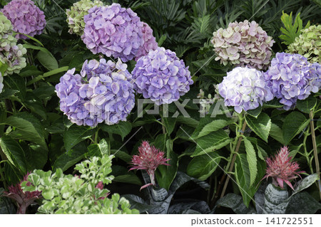 Variety of evergreen trees in pots at garden market Variety of evergreen trees in pots at garden market 141722551