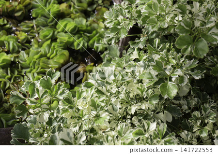 Variety of evergreen trees in pots at garden market Variety of evergreen trees in pots at garden market 141722553