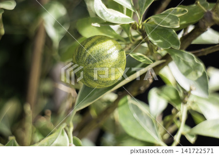 Variety of evergreen trees in pots at garden market Variety of evergreen trees in pots at garden market 141722571