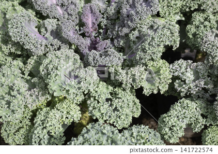 Variety of evergreen trees in pots at garden market Variety of evergreen trees in pots at garden market 141722574