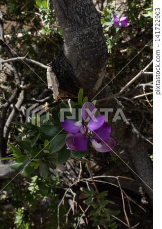 Polygala myrtifolia shrub blooming purple flowers and green leaves in natural environment Polygala myrtifolia shrub blooming purple flowers and green leaves in natural environment 141722903