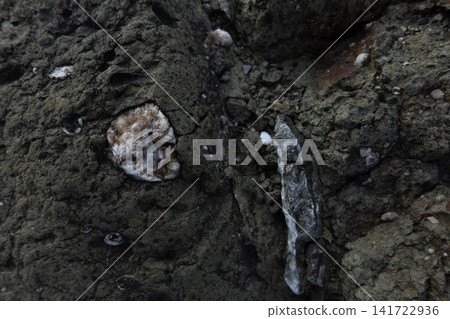 Dark gray rock surface showing embedded calcite minerals 141722936