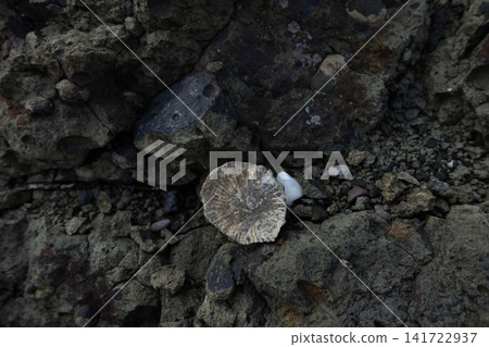 Fossilized horn coral on rugged geologic rock textured surface Fossilized horn coral on rugged geologic rock textured surface 141722937