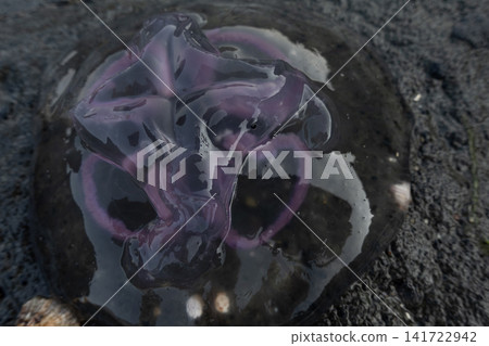 Jellyfish washed up on dark beach rock Jellyfish washed up on dark beach rock 141722942