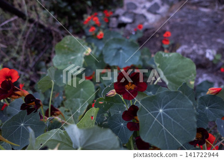 Nasturtium plants with dark red and orange flowers growing outdoors Nasturtium plants with dark red and orange flowers growing outdoors 141722944