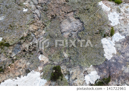 Lichen growing on rough textured stone surface Lichen growing on rough textured stone surface 141722961