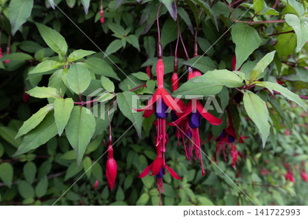Fuchsia plant displaying colorful blossoms and green leaves in a natural outdoor setting Fuchsia plant displaying colorful blossoms and green leaves in a natural outdoor setting 141722993