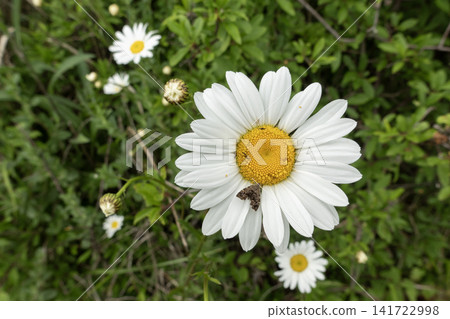 Moth resting on white daisy flower, surrounded by green foliage Moth resting on white daisy flower, surrounded by green foliage 141722998