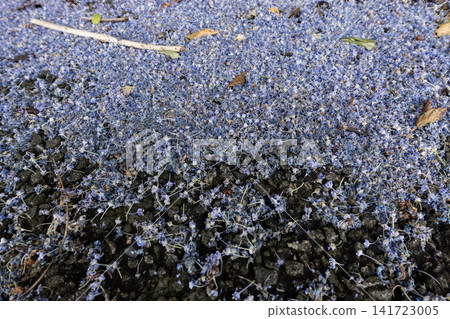 Fallen blue flowers creating a natural carpet on the ground Fallen blue flowers creating a natural carpet on the ground 141723005