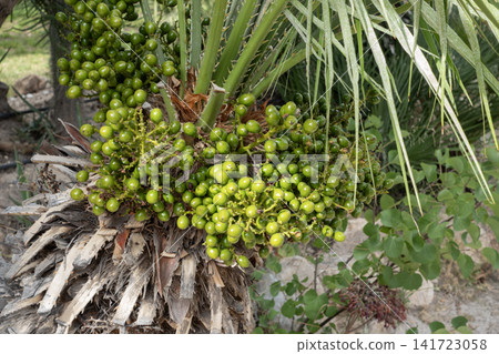 Mediterranean dwarf palm displaying bunches of unripe green fruits Mediterranean dwarf palm displaying bunches of unripe green fruits 141723058