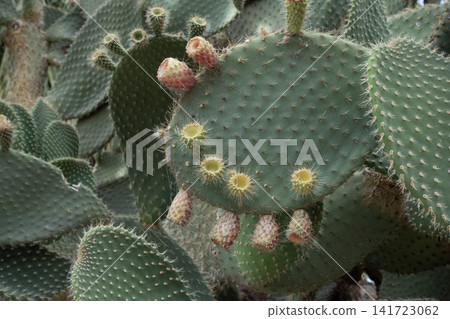 Prickly pear cactus pads developing fruit and spines Prickly pear cactus pads developing fruit and spines 141723062