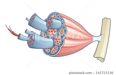 Skeletal muscle anatomy outline diagram. Structure with anatomical inner layers. Educational medical vector illustration Skeletal muscle anatomy outline diagram. Structure with anatomical inner layers. Educational medical vector illustration 141723136