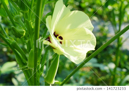 秋葵的花和秋葵 秋葵的花和秋葵 141723233