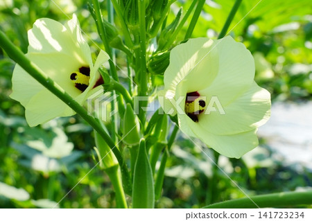 秋葵的花和秋葵 秋葵的花和秋葵 141723234