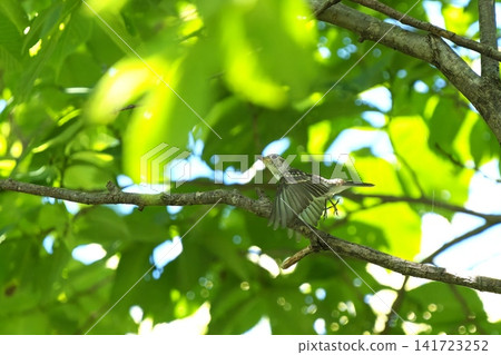 Flying Japanese Flycatcher Flying Japanese Flycatcher 141723252