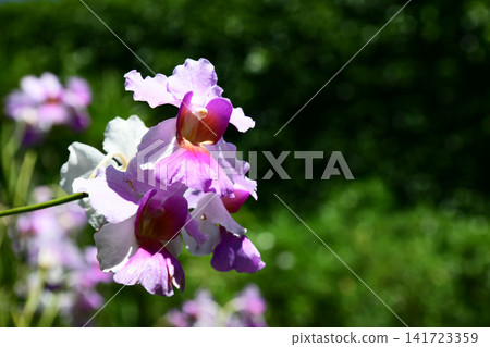 Orchid Flower Orchid Flower 141723359