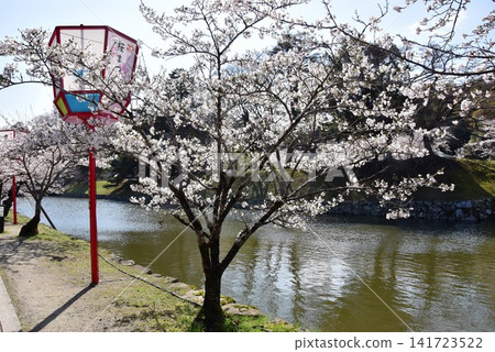 Hikone Castle moat and cherry blossoms in full bloom, Shiga Prefecture Hikone Castle moat and cherry blossoms in full bloom, Shiga Prefecture 141723522