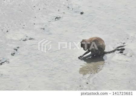 long tail macaque monkey digging mud on mangrove forest for catching crab or shellfish long tail macaque monkey digging mud on mangrove forest for catching crab or shellfish 141723681