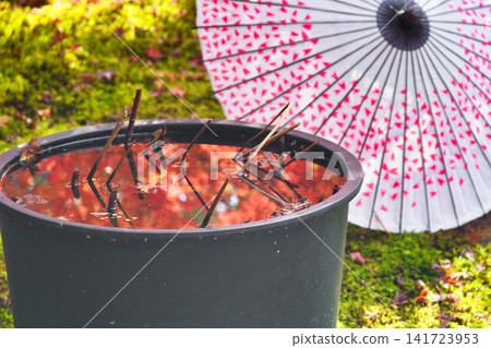 京都少林寺:美麗的秋葉(京都府京都市東山區) 京都少林寺:美麗的秋葉(京都府京都市東山區) 141723953