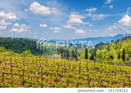 Vineyard in Tuscany. Beautiful landscape of Tuscany. Valley with a beautiful cloudy sky on a spring sunny day. Italy, Europe Vineyard in Tuscany. Beautiful landscape of Tuscany. Valley with a beautiful cloudy sky on a spring sunny day. Italy, Europe 141724212