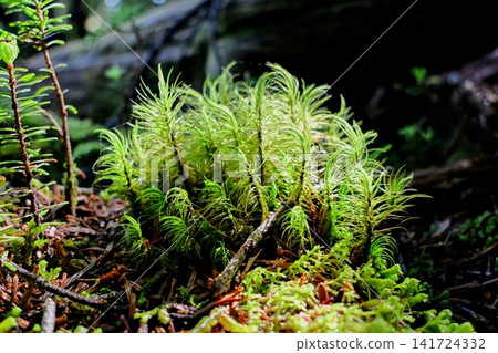 Moss on Mount Yatsugatake shining in the sunlight Moss on Mount Yatsugatake shining in the sunlight 141724332