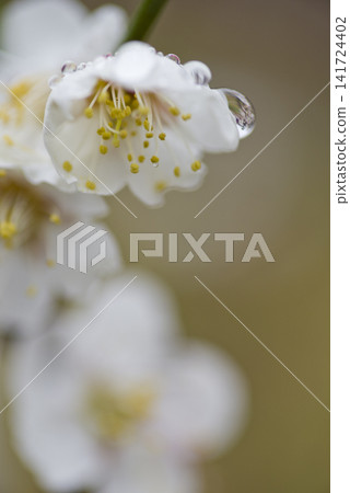 梅園裡，白色的梅花盛開了。雨滴掛在花朵上。 141724402