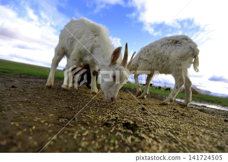 Goats eat grain scattered on the ground. Goats eat grain scattered on the ground. 141724505