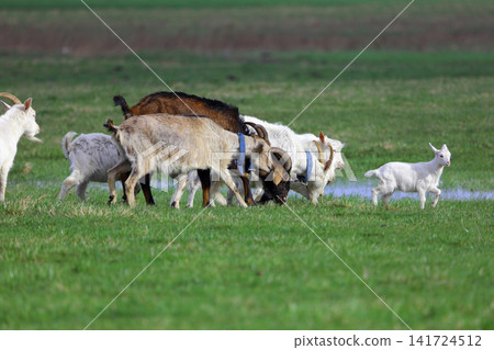 A herd of domestic goats is grazing on a green meadow. A small kid is running ahead. A herd of domestic goats is grazing on a green meadow. A small kid is running ahead. 141724512