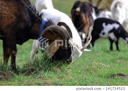A goat is eating grass in a field 141724523