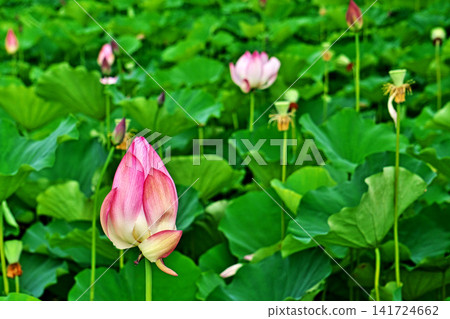 紅蓮花蕾（夏季，八月） 141724662