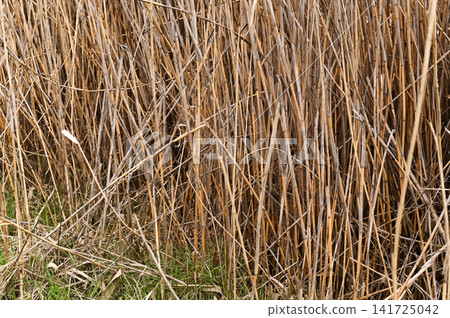 Golden reed stems form seamless botanical pattern with earthy colors and rich detail. Golden reed stems form seamless botanical pattern with earthy colors and rich detail. 141725042
