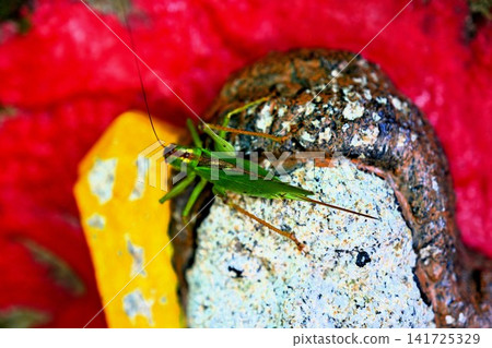Grasshopper Grasshopper 141725329