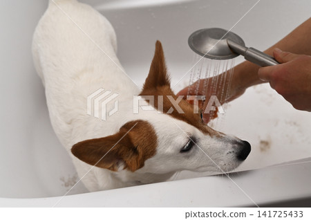 Small dog receiving bath in white tub with water spray. Small dog receiving bath in white tub with water spray. 141725433