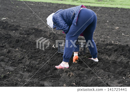 Potato manual planting occupies worker on organic farm field in springtime. Potato manual planting occupies worker on organic farm field in springtime. 141725441