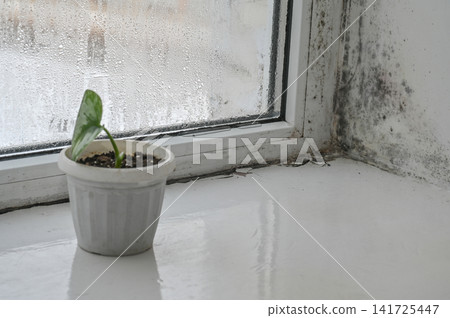 Scindapsus plant in small pot on windowsill, mold growing on corner walls and window frame, indoor environment shows moisture damage and damp surface, green leaf and unhealthy home interior Scindapsus plant in small pot on windowsill, mold growing on corner walls and window frame, indoor environment shows moisture damage and damp surface, green leaf and unhealthy home interior 141725447